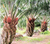 Wakaf Pokok Sawit